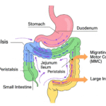 Stomach Growl When Not Hungry