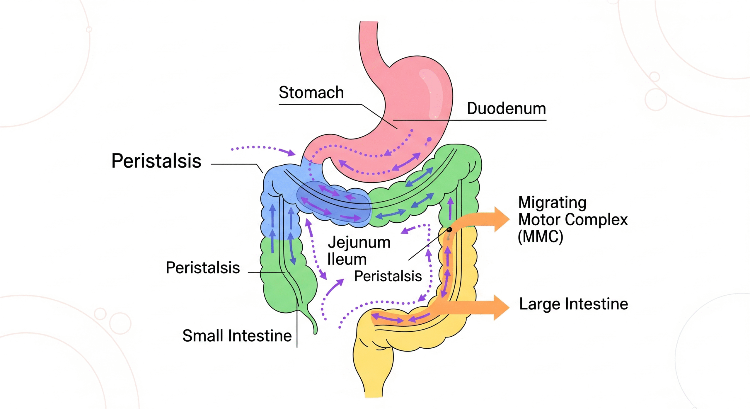 Stomach Growl When Not Hungry